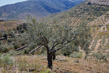 Olive field. Olive plantations for the oil industry