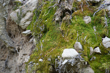 green moss covered rocks