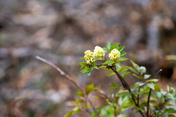 flowers in the woods