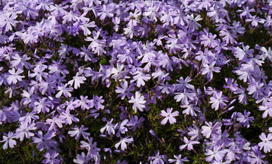 field of spring flowers
