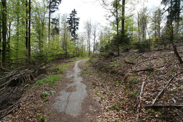 path in the woods