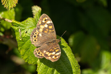 Pararge aegeria - Speckled wood - Tircis