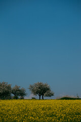 a yellow field of flowering trees and the blue sky. A field of yellow flowering rapeseed contrasts with the blue sky and apple blossoms.