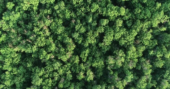 Aerial view of green summer forest аrom above. Video using the copter. Top view