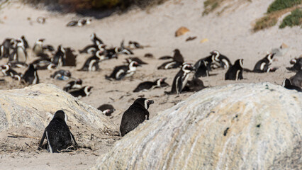 Pinguin