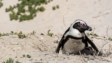 Pinguin