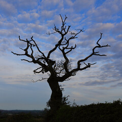 Silhouette of a Dead Tree with a Beautiful Sky in the background. County Durham, England, UK.
