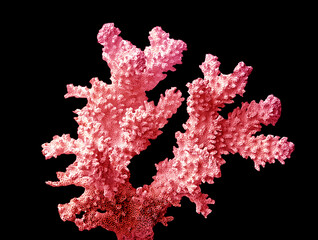 Coral isolated on black background © Dmitry