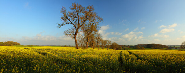 Panoramic image of a Rape Seed field with Trees and Blue Sky on a lovely Spring day near...