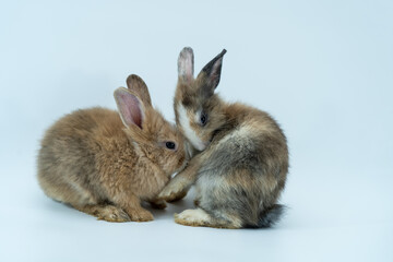 Brown  rabbit isolated sitting on white background. 