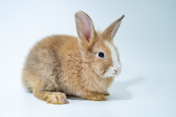 Young rabbit sitting on a white background.