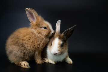 Two lovely brown  rabbit isolated sitting on black background. 