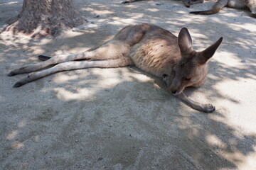 寝転ぶオオカンガルー