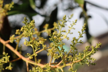 mango flower that is blooming to become fruit