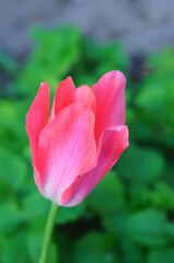 Pink tulip bud behind delicate petals on green background with selective focus
