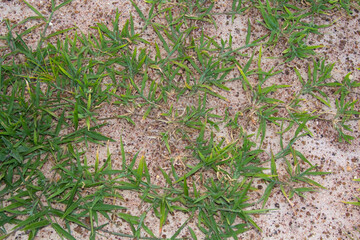 Green grass is growing in the sand during the rainy season, allowing water to nourish the green grass in the sand that is used to build country roads.