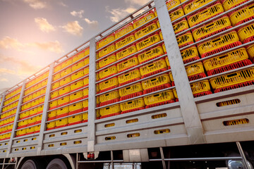 Chicken transport by truck from livestock farm to food factory. Poultry industry. Avian influenza...