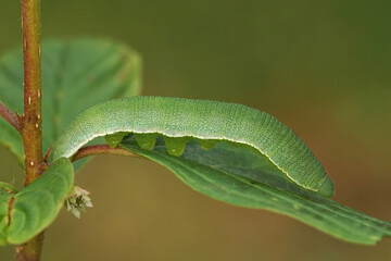 Closeup of a caterpillar of the Brimstone butterfly Gonepteryx rhamni on glossy buckthorn plant