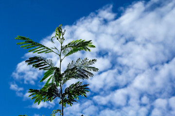 Trees and white clouds and blue sky in the evening after the sun goes down in the countryside