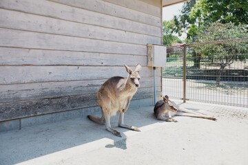 オオカンガルーのメス2匹
