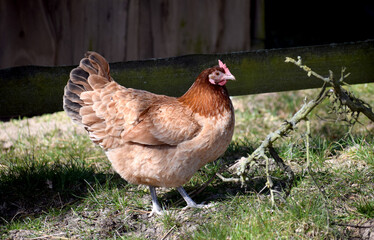 free range hen natural farm