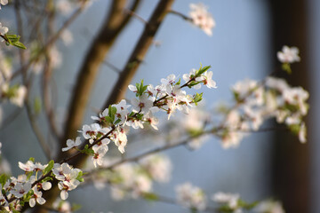 Spring trees with fresh delicate flowers