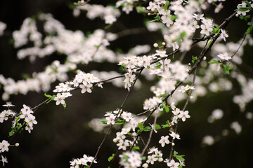 Spring trees with fresh delicate flowers