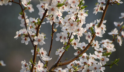 Spring trees with fresh delicate flowers