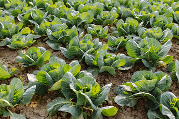 Green cabbage heads row grow in the field, planted in early spring. Healthy Eating.