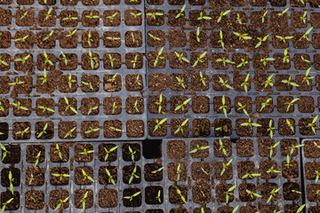 Texture Close up of young green tomato seedling in seedling tray