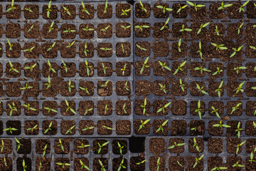 Texture Close up of young green tomato seedling in seedling tray