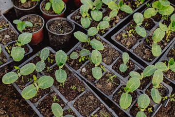 Cucumber seedlings sprout. Young fresh seedling stands in plastic pots. cucumber plantation. cultivation of cucumbers in greenhouse.