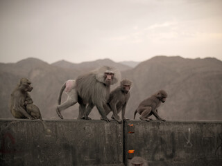 Baboon family by the roadside
