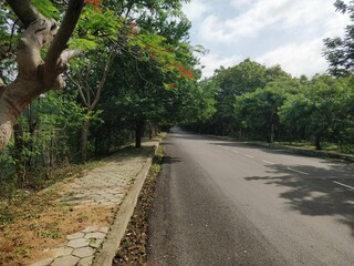 road in the woods: morning walks 