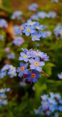 flowers in the garden