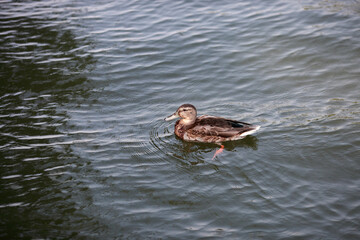 duck with offspring swimming in the river
