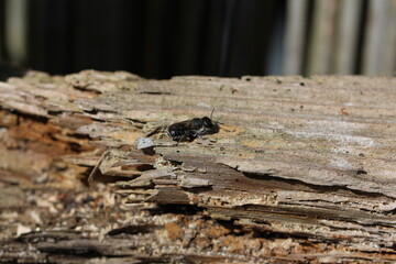 Gemeine Löcherbiene - Heriades truncorum