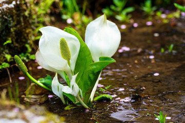 水芭蕉