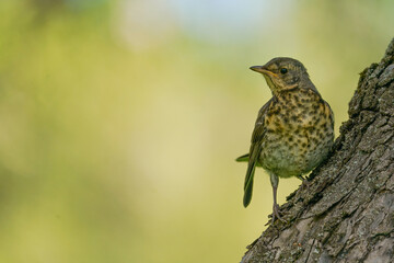       Song Thrush (Turdus philomelos) perched on log with green garden background