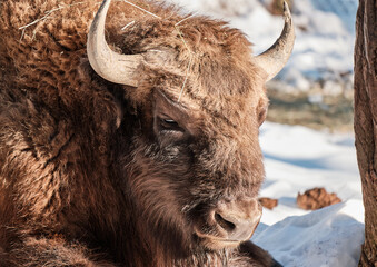 Wild bison basking in sun in winter forest. Bison Bison bonasus 
