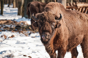 Two bison eat from a feeder in forest in winter. European bison Bison bonasus in Prioksko-Terrasny Nature Reserve.