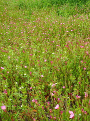 アカバナユウゲショウの花咲く初夏の野原風景