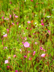 初夏の野原に咲く赤花夕化粧