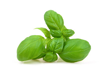 Basil Leaf isolated on white
