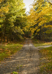 Deserted straight road through a green forest with some orange leaves in the fall.