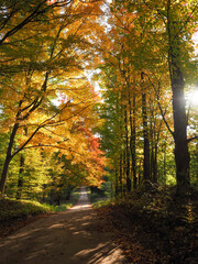 Deserted straight road through a green forest with some orange leaves in the fall.