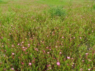 アカバナユウゲショウの花咲く初夏の野原風景