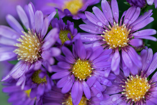 Macro group of purple Aster daisies
