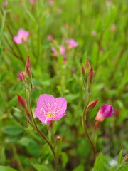 Fototapeta premium 初夏の野原に咲く赤花夕化粧