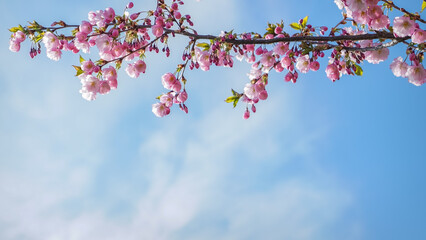 Sakura branch whith bright pink flowers spring blooming on blue sky background